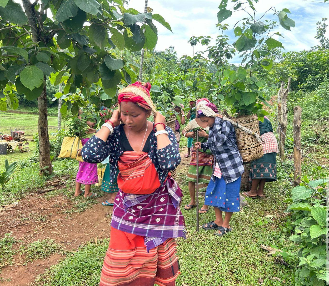 Image1 for Empowering Women in Rural Development: The MegLIFE Project's Impact in Meghalaya